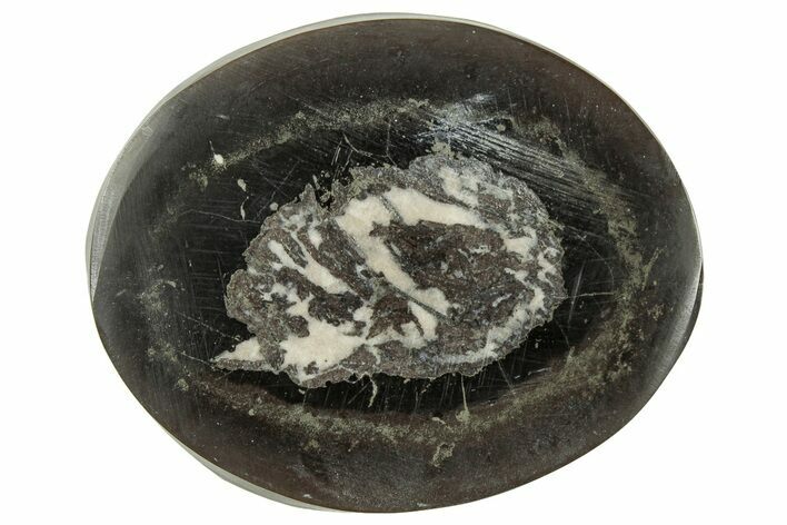 Polished Fish Coprolite (Fossil Poo) Nodule Half - Scotland #314908